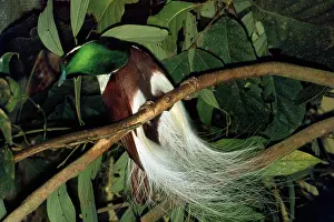 Paradise: Emperor of Germany's Bird of Paradise