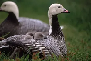 Canagica: Emperor Goose