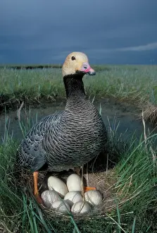 Canagica: Emperor Goose