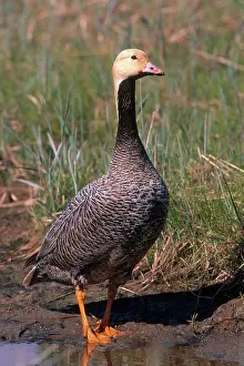 Webbed: Emperor Goose