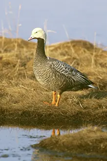 Canagica: Emperor Goose (Chen canagica)