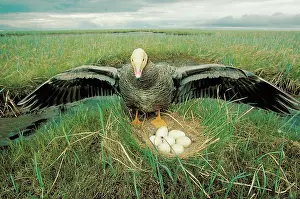 Yukon: Emperor goose defending nest