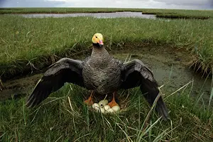Protects: Emperor Goose defends nest