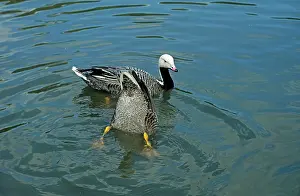 Upended: Emperor Goose - pair