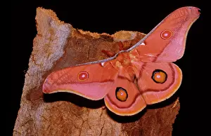 Opodiphthera: Emperor gum moth - adult; wingspan is 8 to 13 cm