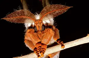 Pick: Emperor gum moth - huge plumed antennae that pick