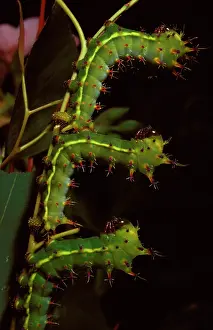 Opodiphthera: Emperor gum moth - young larvae