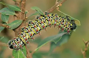 Mopane: Emperor Mopane Moth - caterpillar feeding