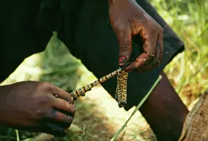 Mopane: Emperor Mopane MOTH - caterpillars being placed