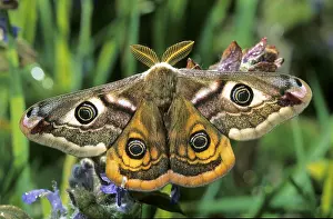 Isolated: Emperor moth