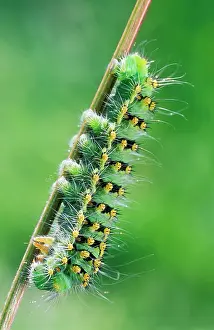 Emperors: Emperor Moth CATERPILLAR