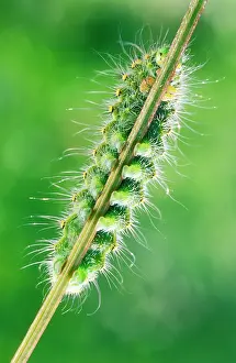 Emperors: Emperor Moth CATERPILLAR