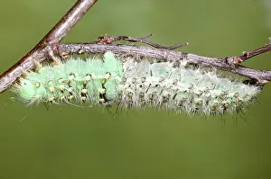 Emperors: Emperor Moth - caterpillar moulting