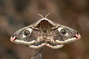 Pavonia: Emperor Moth - female