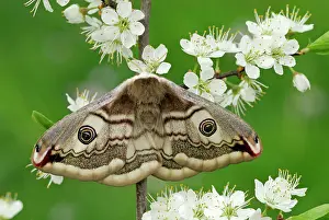 Pavonia: Emperor Moth female on blackthorn