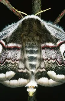 Releasing: Emperor Moth - Female, calling. Releasing pheromons