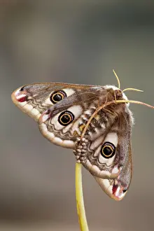 Pavonia: Emperor Moth - female with eggs