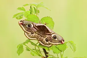Pavonia: Emperor Moth - female on foodplant