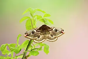Pavonia: Emperor Moth - female on foodplant