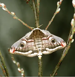 Releasing: EMPEROR MOTH - female, ossilating scent gland releasing