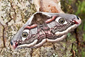 Pavonia: Emperor Moth - female resting on tree trunk