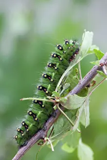 Pavonia: Emperor Moth - larva on hawthorn
