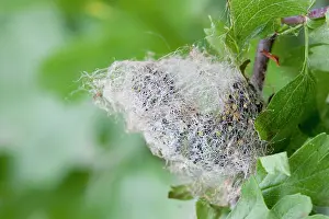 Pavonia: Emperor Moth - larva on hawthorn - spinning a cocoon