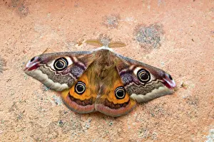 Pavonia: Emperor Moth - male