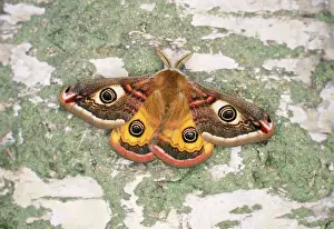 Pavonia: Emperor MOTH - male