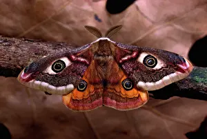 Emperors: Emperor Moth - male
