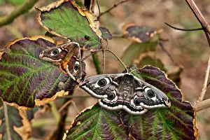 Brambles: Emperor Moth - male and female