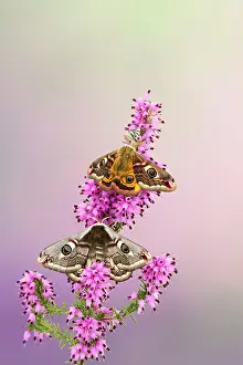 Pavonia: Emperor Moth - pair on foodplant