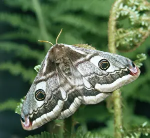 Pavonia: Emperor moth (Saturnia pavonia)