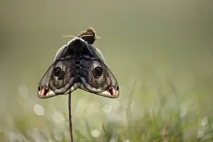 Pavonia: Emperor Moth (Saturnia pavonia) female