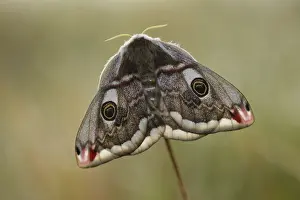 Pavonia: Emperor Moth (Saturnia pavonia) female
