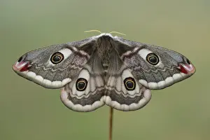Pavonia: Emperor Moth (Saturnia pavonia) female