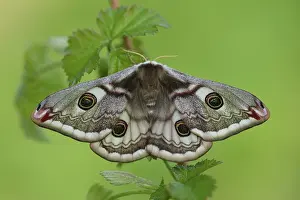 Pavonia: Emperor Moth (Saturnia pavonia) female