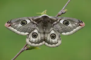 Pavonia: Emperor Moth (Saturnia pavonia) female