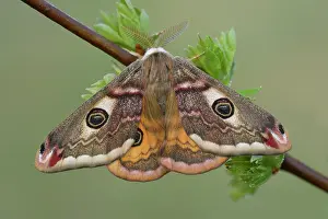 Pavonia: Emperor Moth (Saturnia pavonia) male