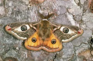 Emperors: Emperor Moth - with wings open