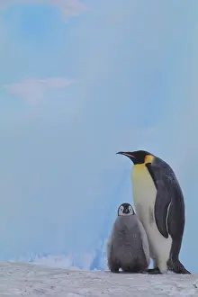 Antartica: Emperor Pengiun