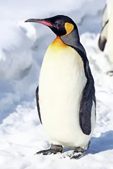 Exercising: Emperor Penguin