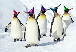 Exercising: Emperor Penguin