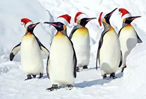 Exercising: Emperor Penguin