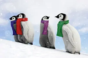 Scarves: Emperor Penguin