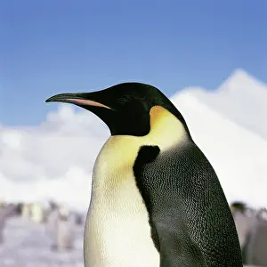 Larsen: Emperor Penguin