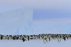Antartica: Emperor Penguin