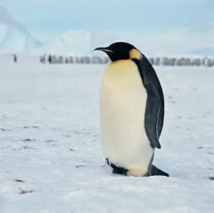 Shelf: Emperor Penguin