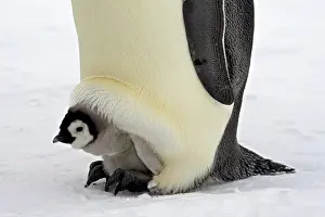 Waist: Emperor Penguin