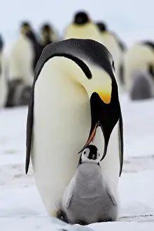 Regurgitating: Emperor Penguin